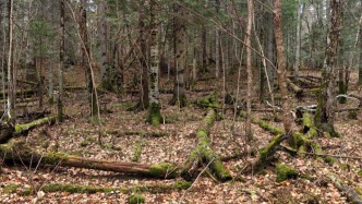 長(zhǎng)白山護(hù)林人