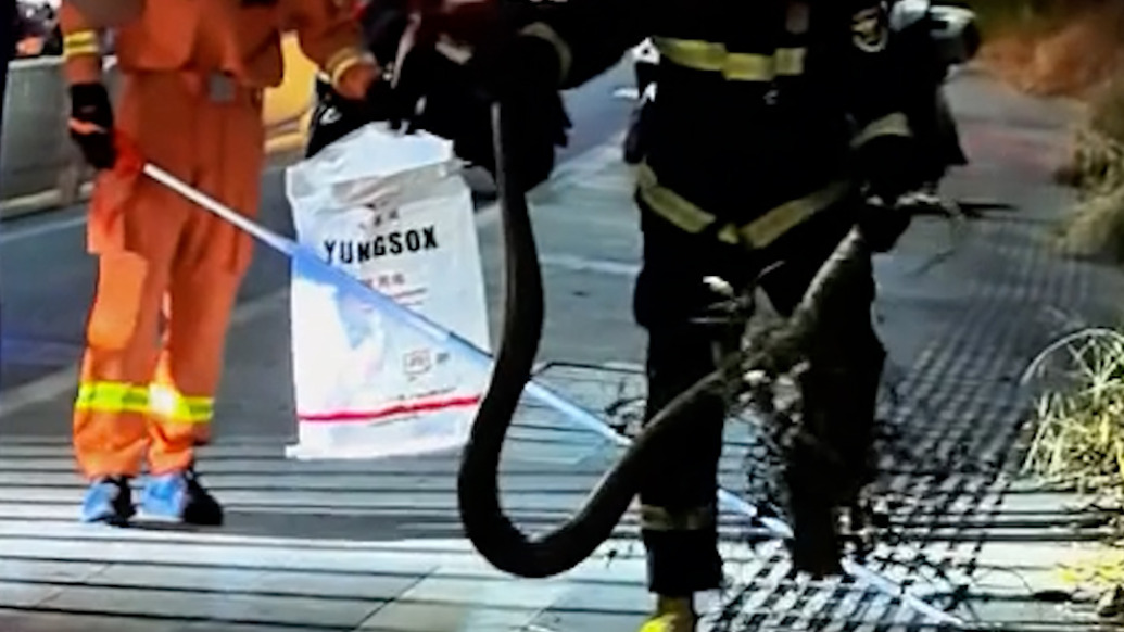 市民報警“蟒蛇橫穿馬路被壓后躲進草叢”，消防員到場將蛇捕獲