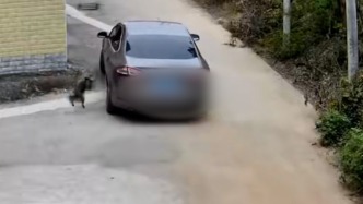 窃贼驾乘轿车套狗全过程被拍下，派出所介入调查