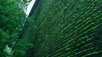 西安城墙变巨型生态缸？当地文物局：雨水多导致，已启动保护工作