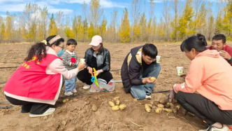 光明日?qǐng)?bào)：挖土豆挖得不亦樂乎，“下地干活式旅游”火了？
