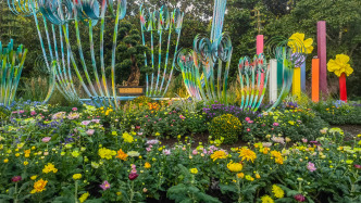 上海菊花展将开幕：展示500个品种菊花，11月中旬是最佳观赏期