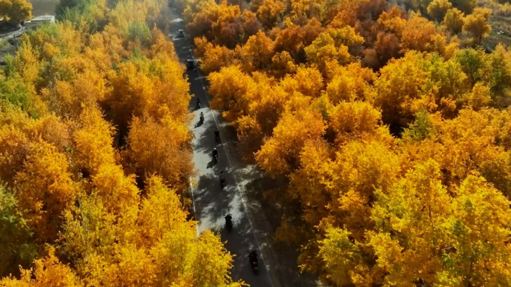 滬喀同心丨在三千年胡楊林中騎行，這場(chǎng)自行車挑戰(zhàn)賽有何不一樣