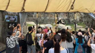 香港海洋公園：上一財年虧損2.75億港元，大熊貓帶動入場人次和收入連續(xù)四年上升