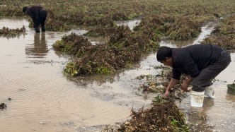 夏旱之后又秋澇，一位河南農(nóng)戶的花生搶收戰(zhàn)