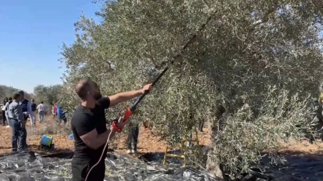 約旦河西岸頻繁發(fā)暴力事件：巴勒斯坦農(nóng)民采摘橄欖遭以色列定居者毆打