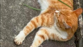 在云南大学拍摄期间撞死流浪猫，《红舞鞋》剧组致歉：涉事司机引咎辞职