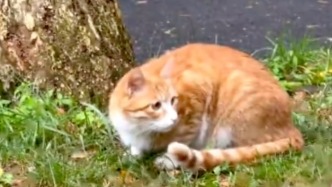 《紅舞鞋》劇組致歉：在云南大學(xué)拍攝期間撞死流浪貓，司機(jī)辭職