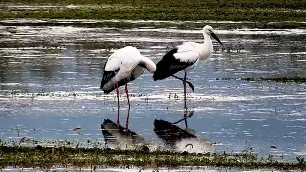 國家一級保護動物“東方白鸛”現(xiàn)身湖北丹江口庫區(qū)濕地保護區(qū)