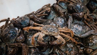 蟹卡貨不對板、缺斤短兩，人民財評：螃蟹是用來吃的不是“炒”的