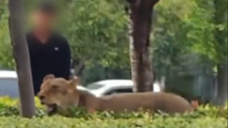 安徽碭山通報(bào)馬戲團(tuán)有獅子意外跑出：已誘捕入籠，未發(fā)生傷人情況