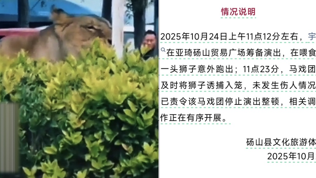 獅子逃出在街上奔跑，碭山縣文旅體局：已誘捕入籠，責(zé)令馬戲團(tuán)停演整頓