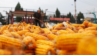 全國(guó)秋糧收獲已過(guò)八成