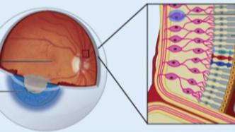 我國(guó)科學(xué)家打造超視覺(jué)假體：失明小鼠重見(jiàn)光明，還能看到紅外光