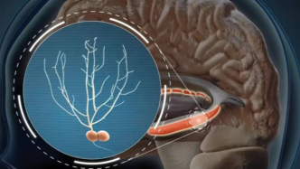 找到了！我國科學家發(fā)現大腦里藏著一只“GPS”，專門給手導航