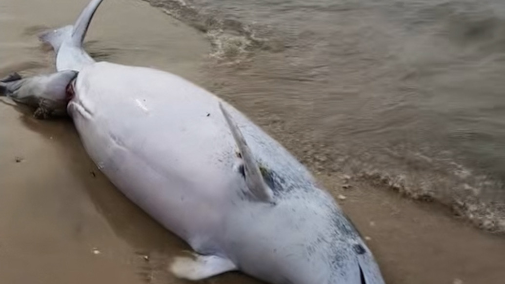 白海豚疑似難產(chǎn)擱淺沙灘，島民發(fā)現(xiàn)時已沒有生命跡象