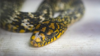 成都一鎮(zhèn)政府稱“毒蛇頻繁傷人”不屬實：無毒，疑似有人放生