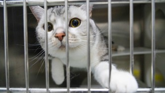 “血貓”背后的貓狗輸血之困：多靠互助捐血，“地下”寵物血庫缺監管