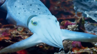 一只墨魚＝一塊“高清柔性顯示屏”？揭秘海洋里的變色高手