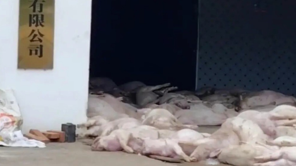 廣東羅定一肉聯食品公司堆放大量死豬，官方：未流入市場，涉案7人被控制