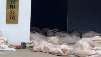 廣東羅定一肉聯(lián)食品公司堆放大量死豬，官方：未流入市場，涉案7人被控制