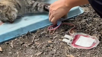 “血貓”事件有判例證據(jù)：廣州一寵物醫(yī)院實習員工曾搜證爆料