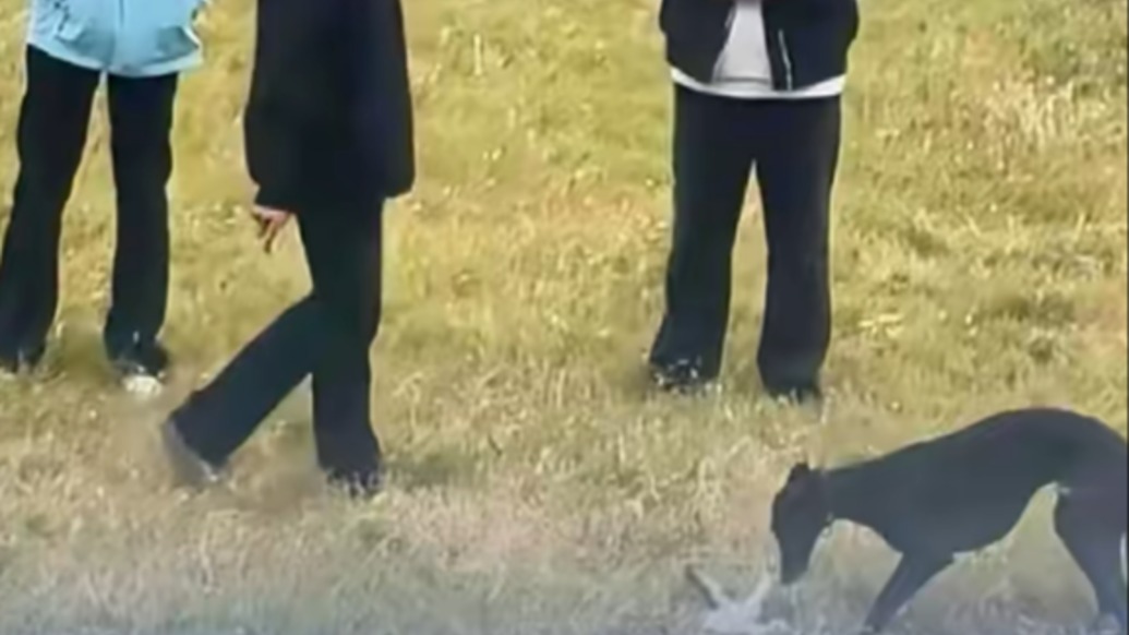 三男子放烈性犬獵殺小貓，安徽蚌埠警方：依法處理違法人員及涉事犬只