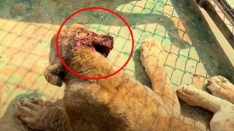 老虎咬傷了獅子！安徽一動(dòng)物園回應(yīng)：從小一起長大，已隔離