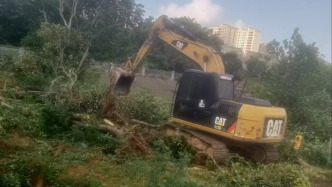 湛江一村民稱自家30年樹齡的20棵果樹疑因防蚊被清理，村委會未予賠償