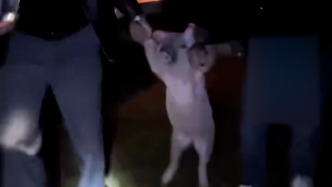 好歡樂！小伙路上撿到一頭豬“請”進轎車后，報警尋失主