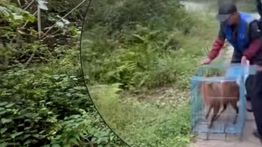 麂子掉入圍墻夾縫，民警聯(lián)手救援隊一同救出