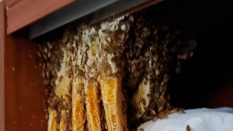 離家數(shù)月衣柜里長蜂巢？當事人：蜂蜜留著吃了，純天然的買都買不到