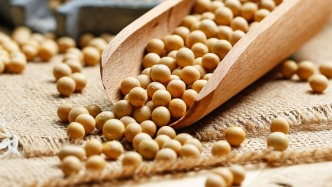 中企放慢采購步伐會否影響國內(nèi)大豆穩(wěn)定？央媒：我國供應(yīng)鏈韌性持續(xù)增強