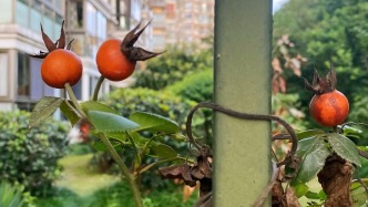 夜讀｜一樹一果一秋天