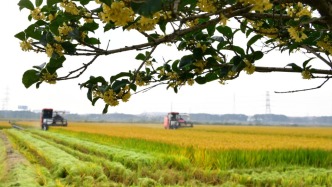 江蘇多地主官調(diào)研秋收秋種:制造業(yè)大省也是農(nóng)業(yè)強(qiáng)省