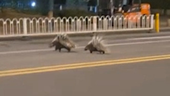 兩只豪豬南京街頭“夜跑”，紅山動物園：不是從園內(nèi)出逃的