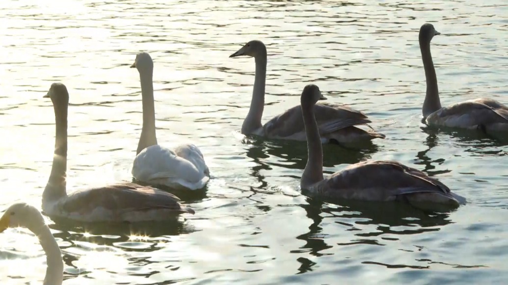 野生天鵝連續20年“赴約”梨城庫爾勒，“天鵝中隊”和群眾共同守護