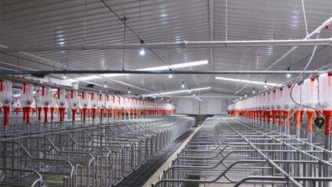 受豬價(jià)下跌影響，三大上市豬企三季度凈利潤均同比大幅下降