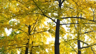 氣象部門預(yù)計(jì)秋季后期將進(jìn)入拉尼娜狀態(tài)，并持續(xù)至明年初