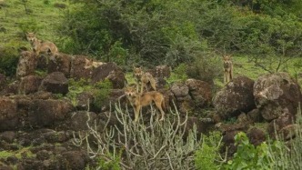 森林深處：走進印度灰狼的最后庇護所