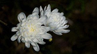 分子生物學(xué)家姚孟肇逝世，享年76歲