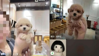 網(wǎng)購(gòu)寵物犬有色差起糾紛：消費(fèi)者稱退款后遭寄喪葬品，店家否認(rèn)所為