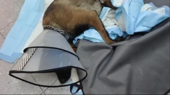 杭州臨安通報(bào)“拴繩大狗遭柯基犬主人毆打”：執(zhí)法部門已立案