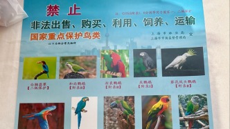 候鳥遷徙漸入高峰，上海持續開展鳥類保護活動、打擊違法行為