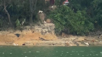 一水庫邊被放生大量貓：目擊者稱已救起3只，警方將追查放生者