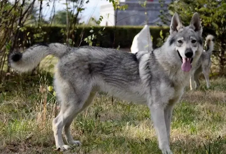 双鸭山尖山区回应“野狼出现”传闻：系捷克狼犬，已收容