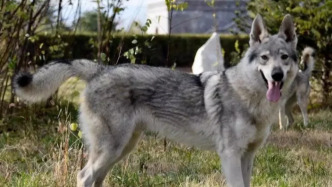 雙鴨山尖山區(qū)回應(yīng)“野狼出現(xiàn)”傳聞：系捷克狼犬，已收容