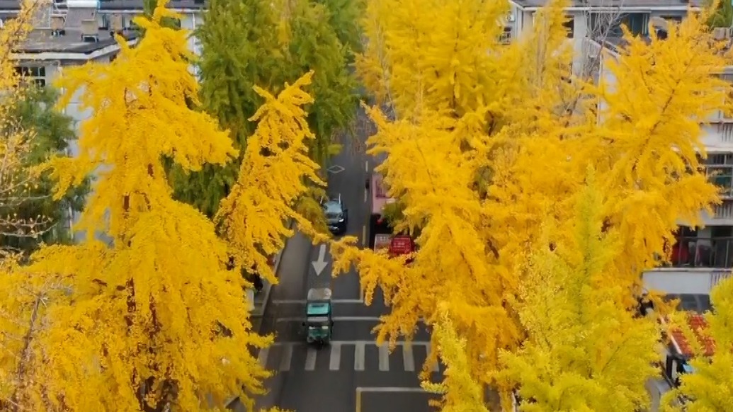 留住秋意，淄博部分街道開啟“落葉緩掃”模式