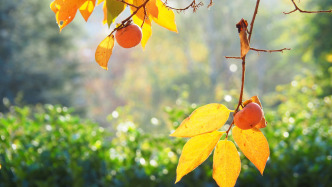 多地秋天“遲到早退” ，秋季為何越來越短了？