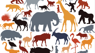 動物在人類醫學方面能教我們什么